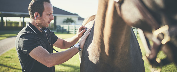 Vétérinaire examinant un cheval avec image d’estomac