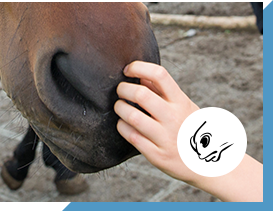 Hand touching horse's nose