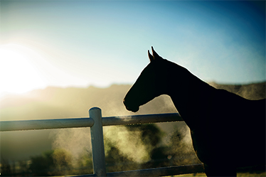 Equine asthma