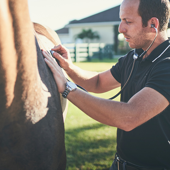 Equine asthma