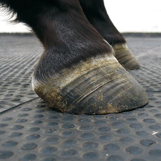 Laminitis