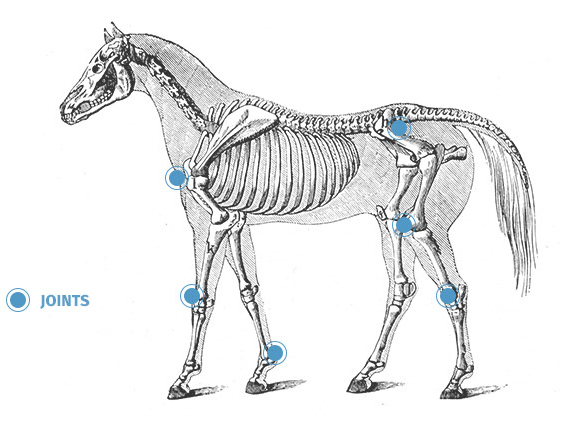 Equine osteoarthritis and joint pain in horses