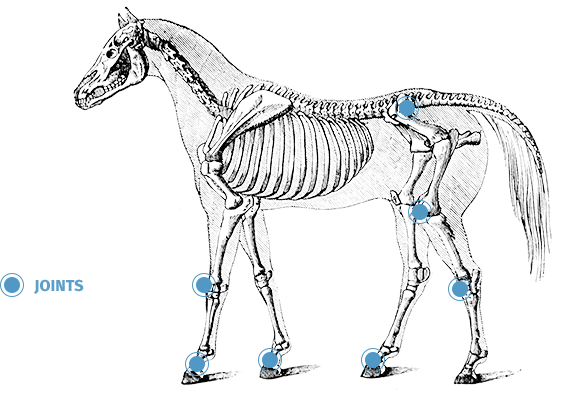 Equine osteoarthritis and joint pain in horses