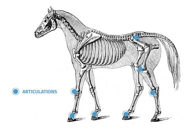 Ostéoarthrite équine et douleurs articulaires chez les chevaux