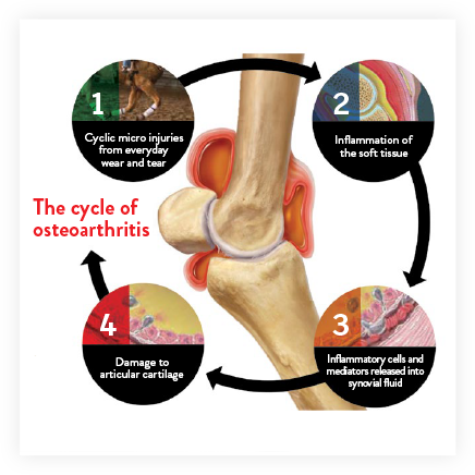 The Cycle of osteoarthritis