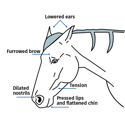 Recognizing pain in your horse