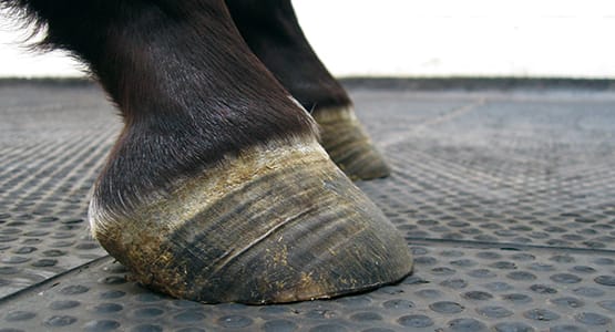 Laminitis