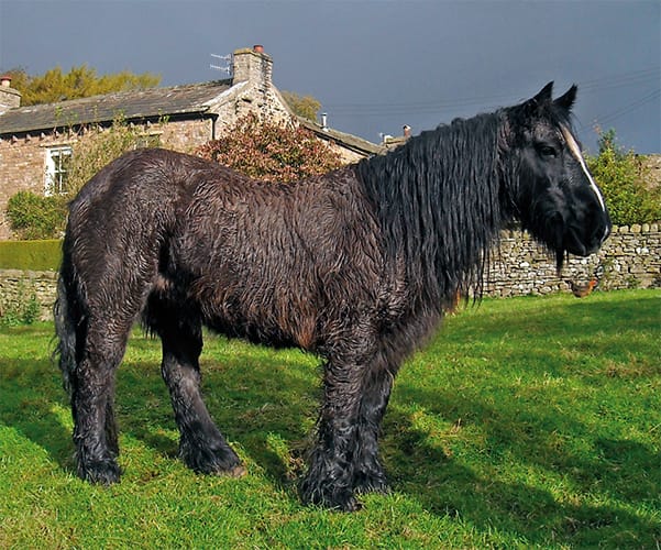 Cheval avec très long pelage