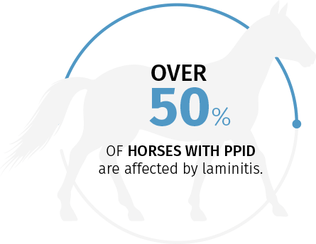 Over 50% of horses with PPID are affected by laminitis