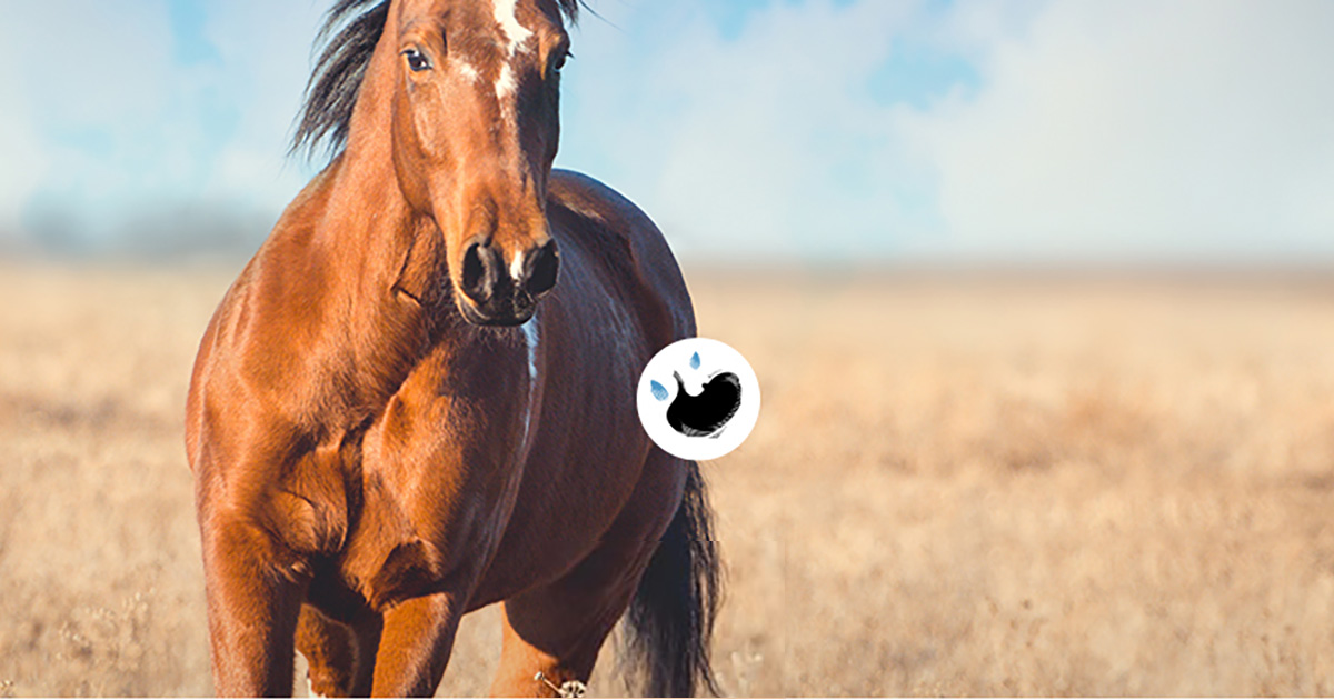 Horse ulcer treatment plan | BI Equine Canada