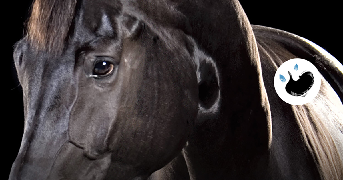 Signs of ulcers in horses BI Equine Canada