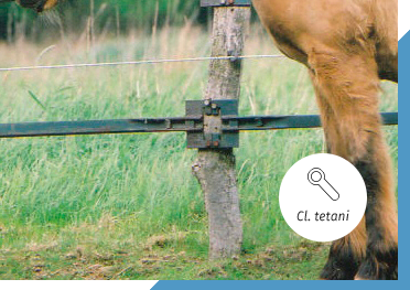 Horse's leg beside metal fence with image of magnifying glass