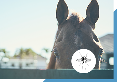 Horse peeking over fence with image of mosquito