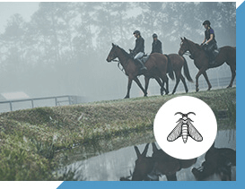Horse and riders near pond with image of fly