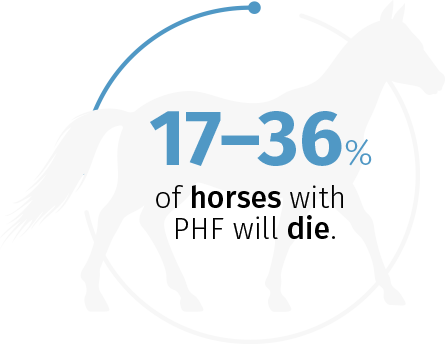 17%–36% of horses with PHF will die